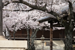 近所のお寺