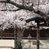 近所のお寺