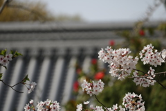 近所の神社の桜