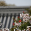 近所の神社の桜