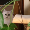 見てる