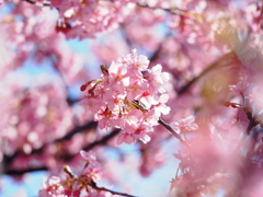 河津桜