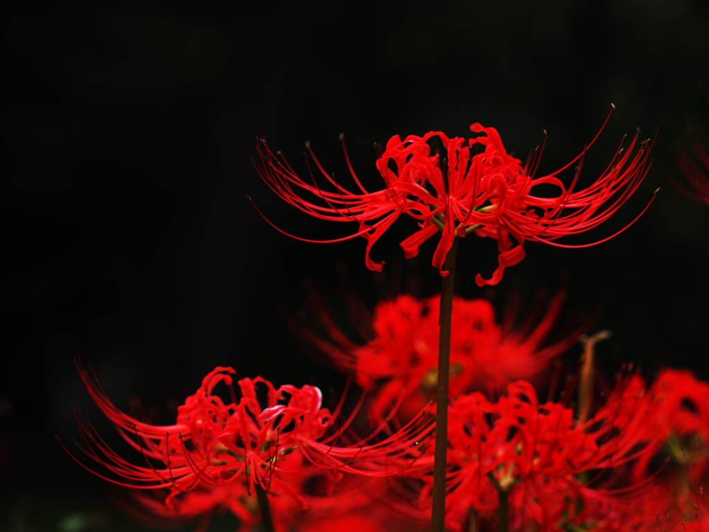 彼岸花