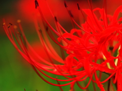 彼岸花