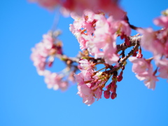 河津桜