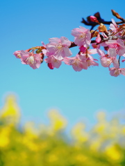 河津桜と菜の花
