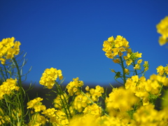 菜の花
