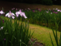 花菖蒲