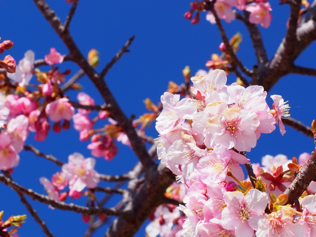桜