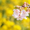 桜と菜の花