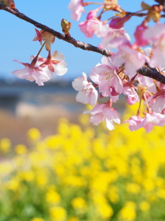 桜と菜の花