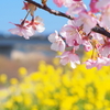 桜と菜の花