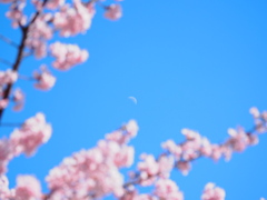 月と河津桜