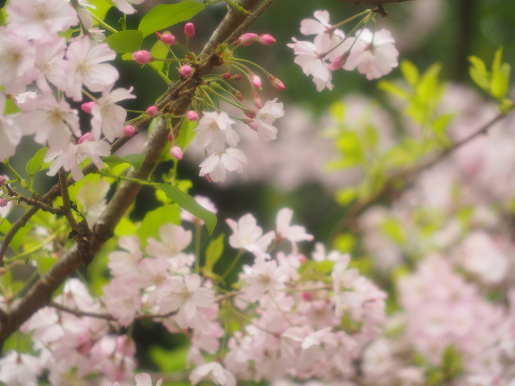 桜