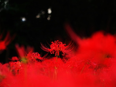彼岸花