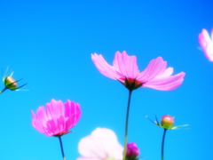 コスモス