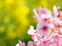 河津桜と菜の花