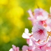 河津桜と菜の花