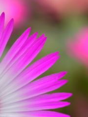 花びら