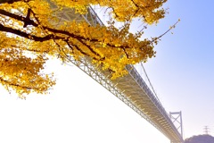 関門橋と銀杏