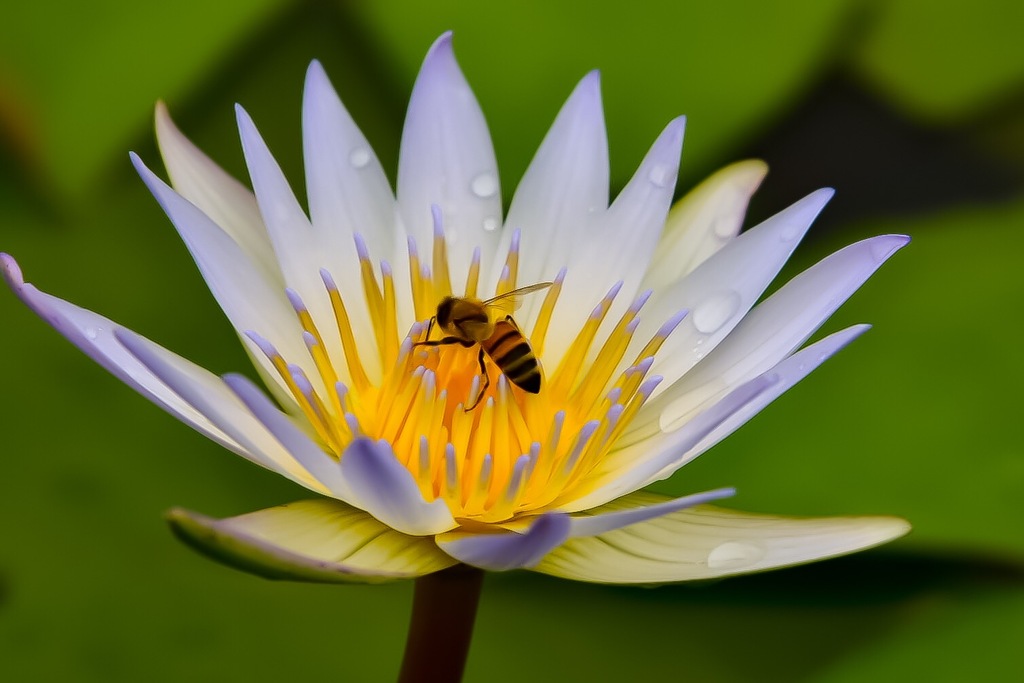 睡蓮とミツバチ