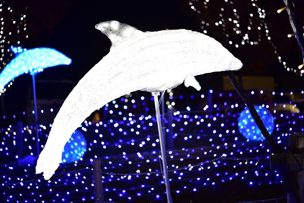 イルカ