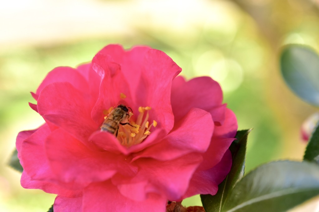 蜂 蜜 