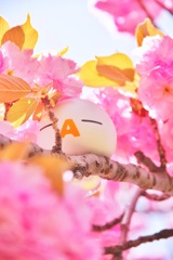 ざっくぅ(－A－) × 八重桜
