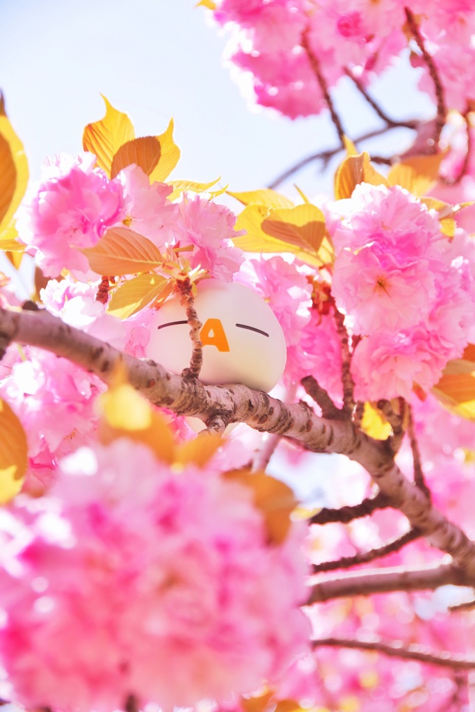 ざっくぅ(－A－) × 八重桜