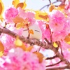 ざっくぅ(－A－) × 八重桜