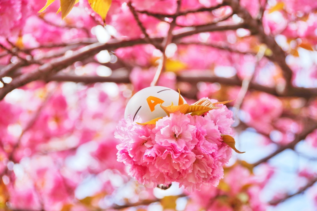 ざっくぅ(－A－) × 八重桜