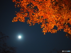 紅葉