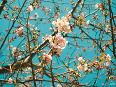 早めの桜
