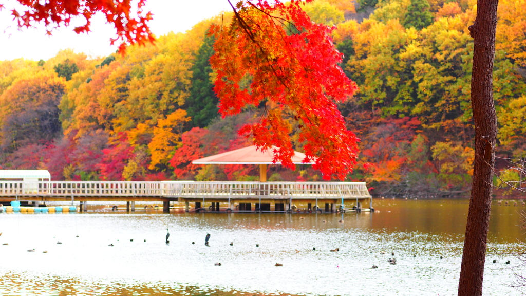 紅葉とボート乗り場