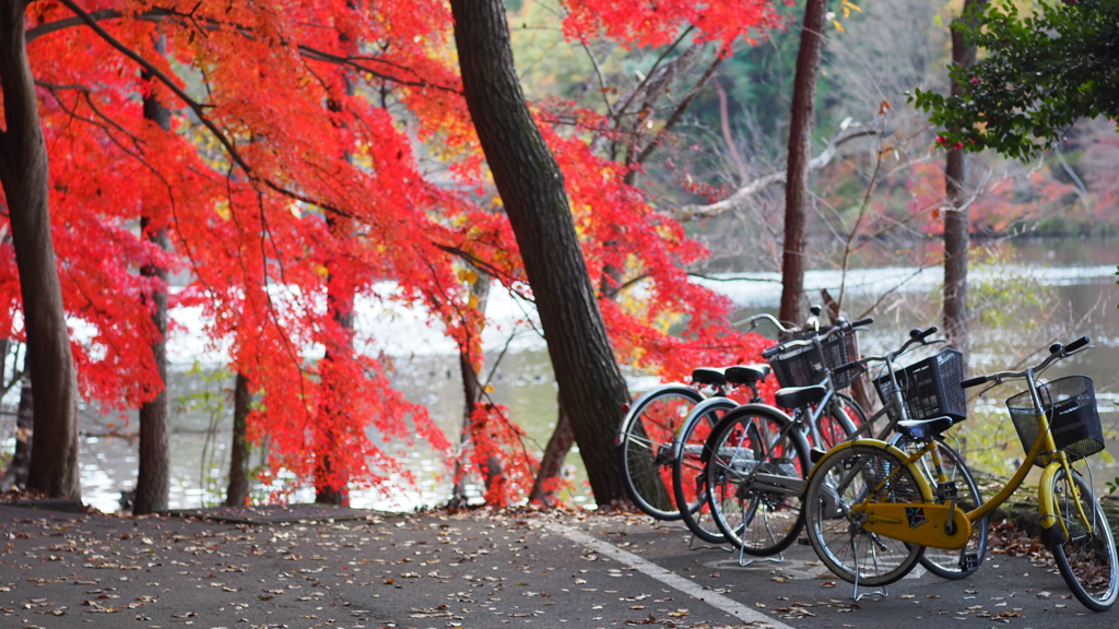 紅葉と自転車と