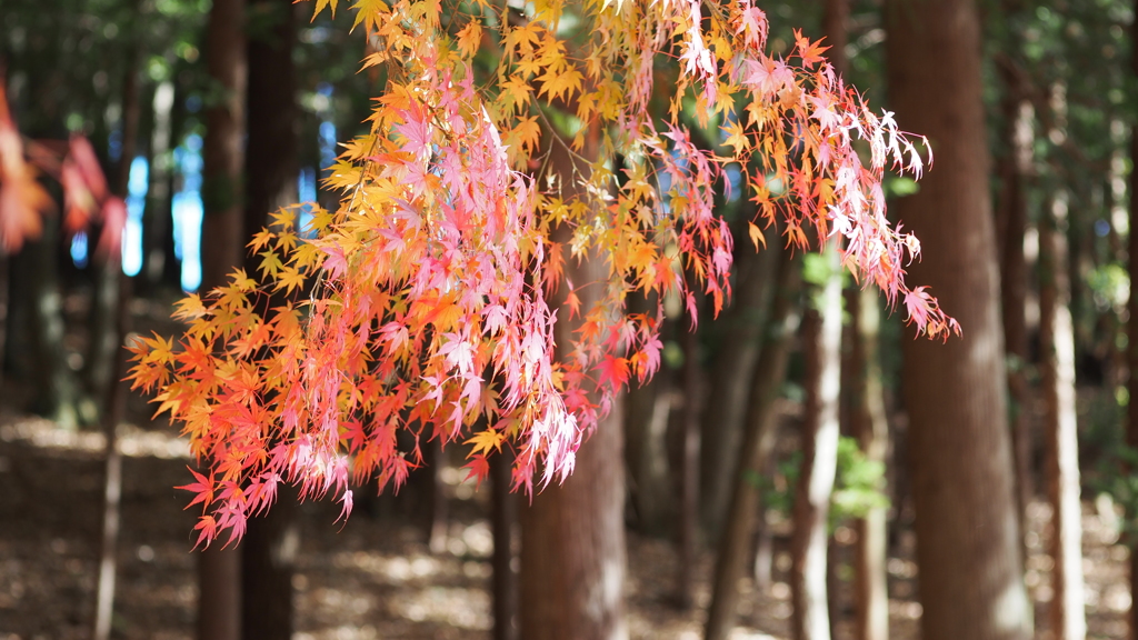 紅葉狩り