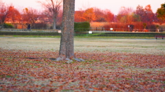 紅葉散る公園