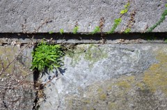 石壁の隙間から植物