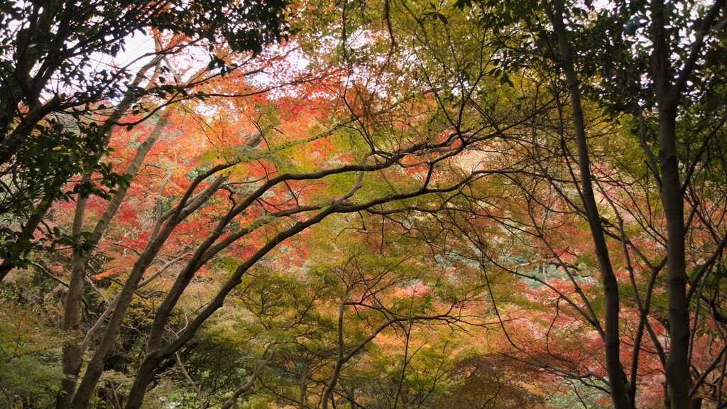 寂光院の紅葉