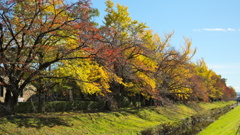 小川の秋