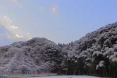 雪化粧の竹林