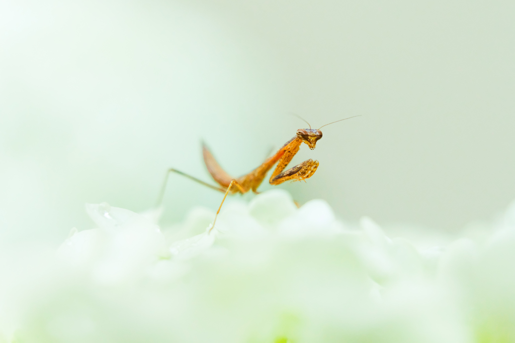 子カマキリと紫陽花の雲