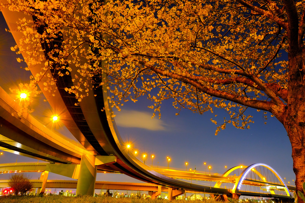 桜と五色桜大橋