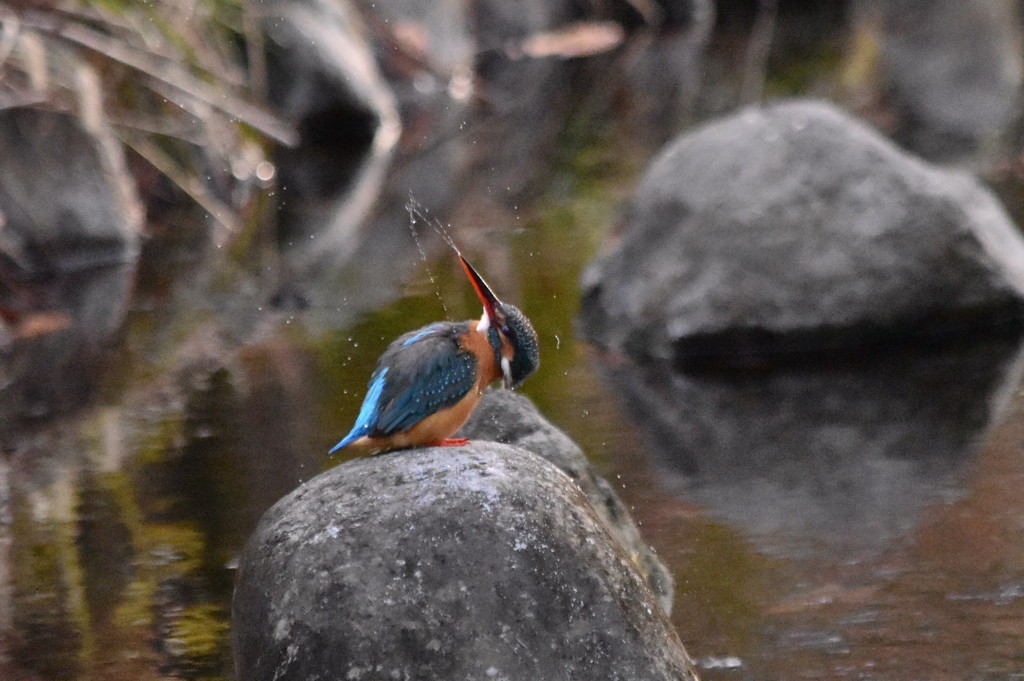 カワセミの水鉄砲