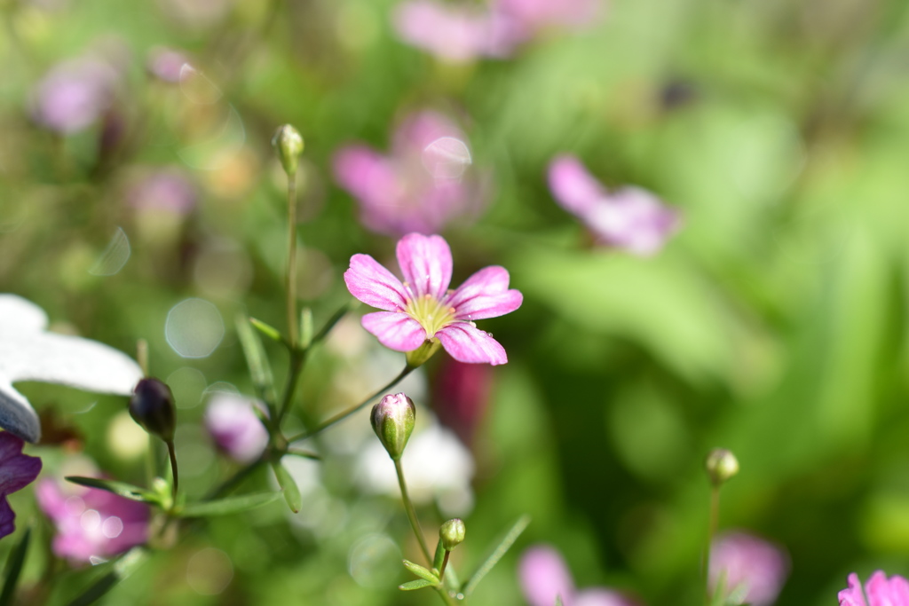 小さな花園