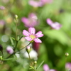 小さな花園