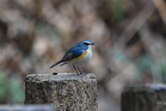 青い鳥