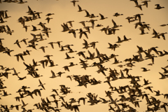 ウトナイ湖　野鳥の群れ