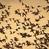 ウトナイ湖　野鳥の群れ