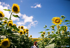 季節限定シリーズ2 「 おれの向日葵を見ろ！ 」　～ 嫁を照らす陽の花 ～